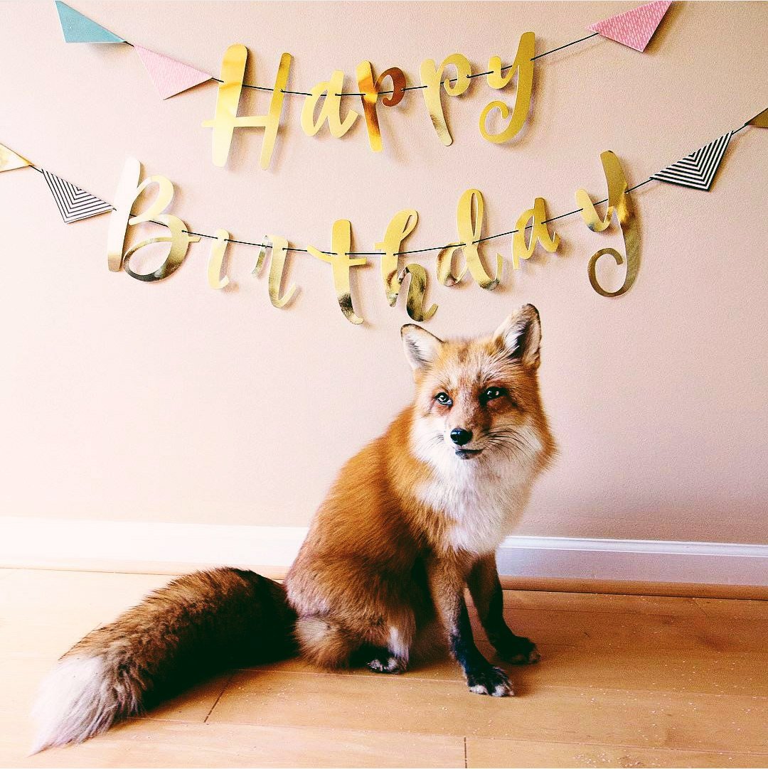 Котенок дарит цветы