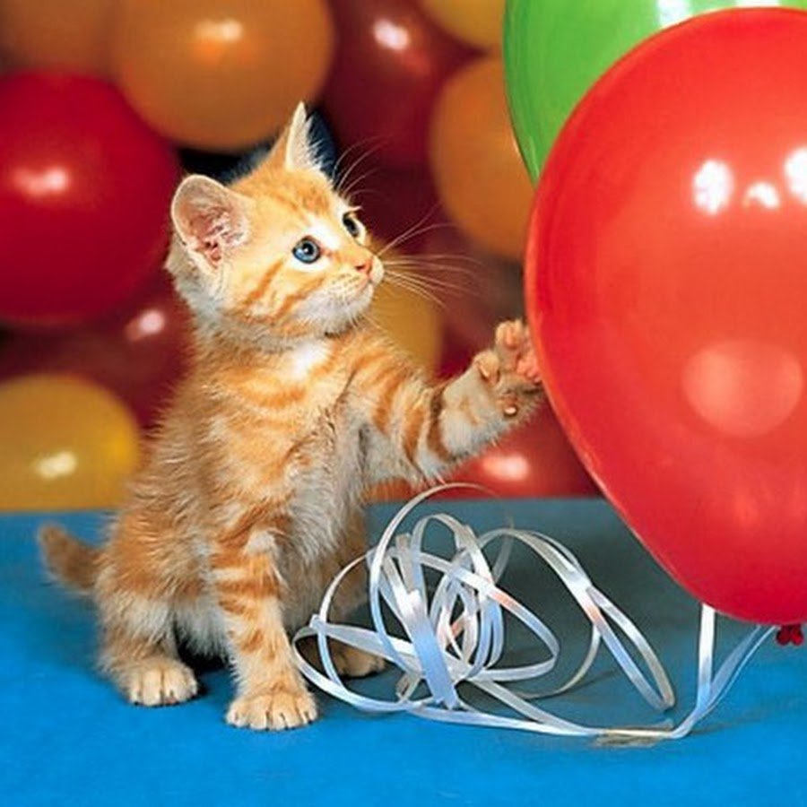 Карикатура кот с днем рождения поздравляет