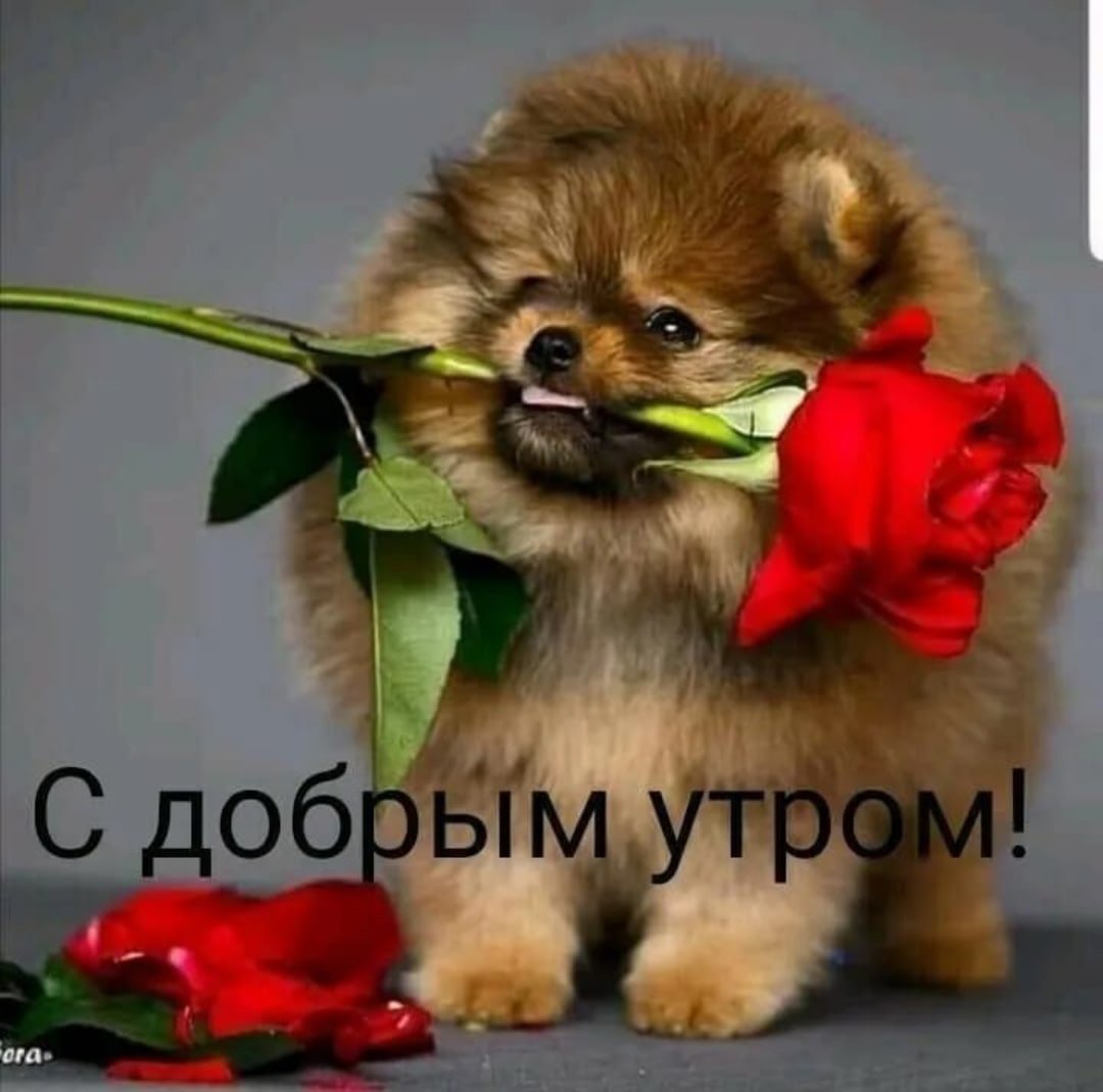 Поздравить Марселя с днем рождения