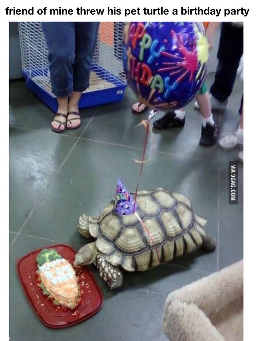 Happy Birthday Turtle