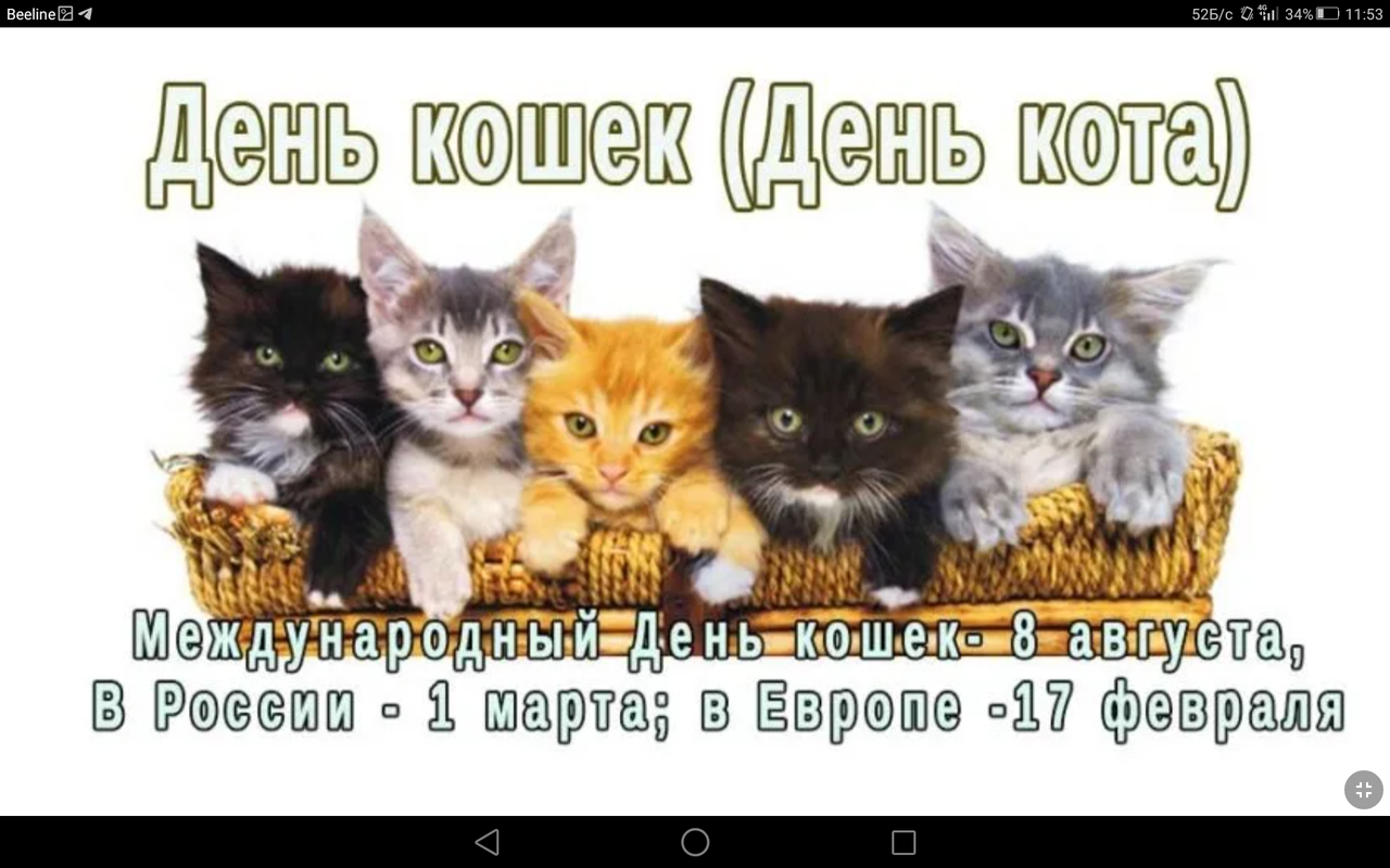 День кошек февраль. День кошек. День котов. Поздравление с днем кошек. Всемирный день котов и кошек.