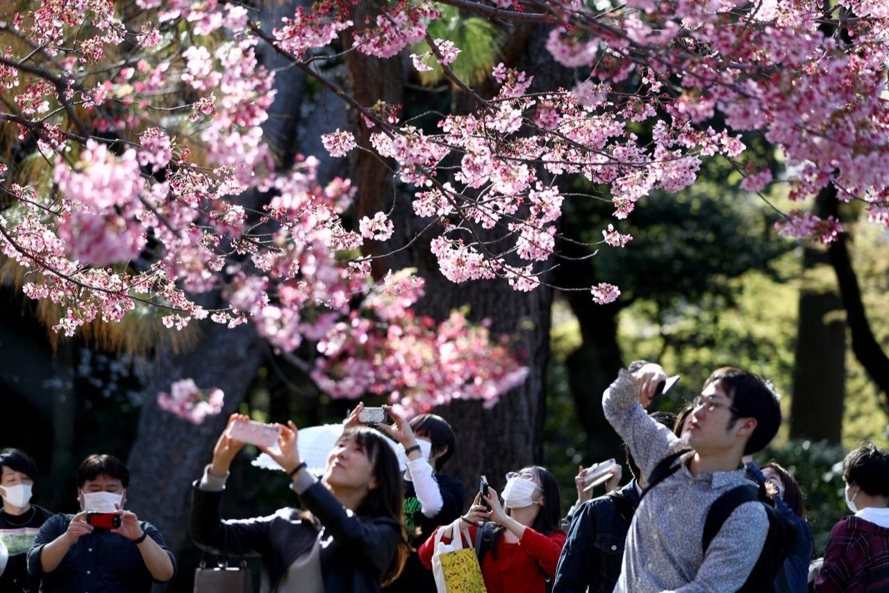 День цветущей сакуры. Фестиваль цветения Сакуры в Японии. Ханами в Японии. Праздник цветения Сакуры в Японии. Сакура Ханами.