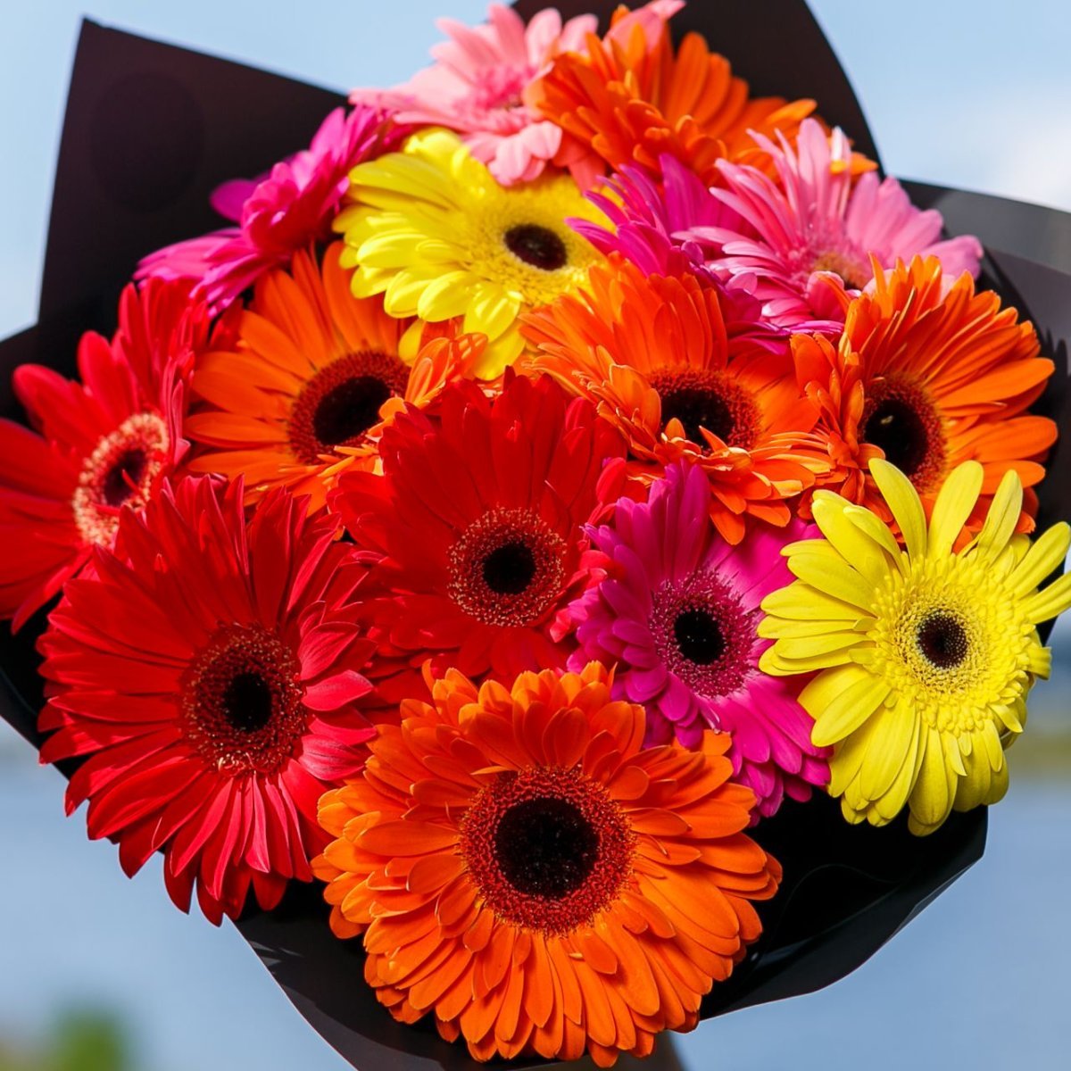 Гербера Belfi