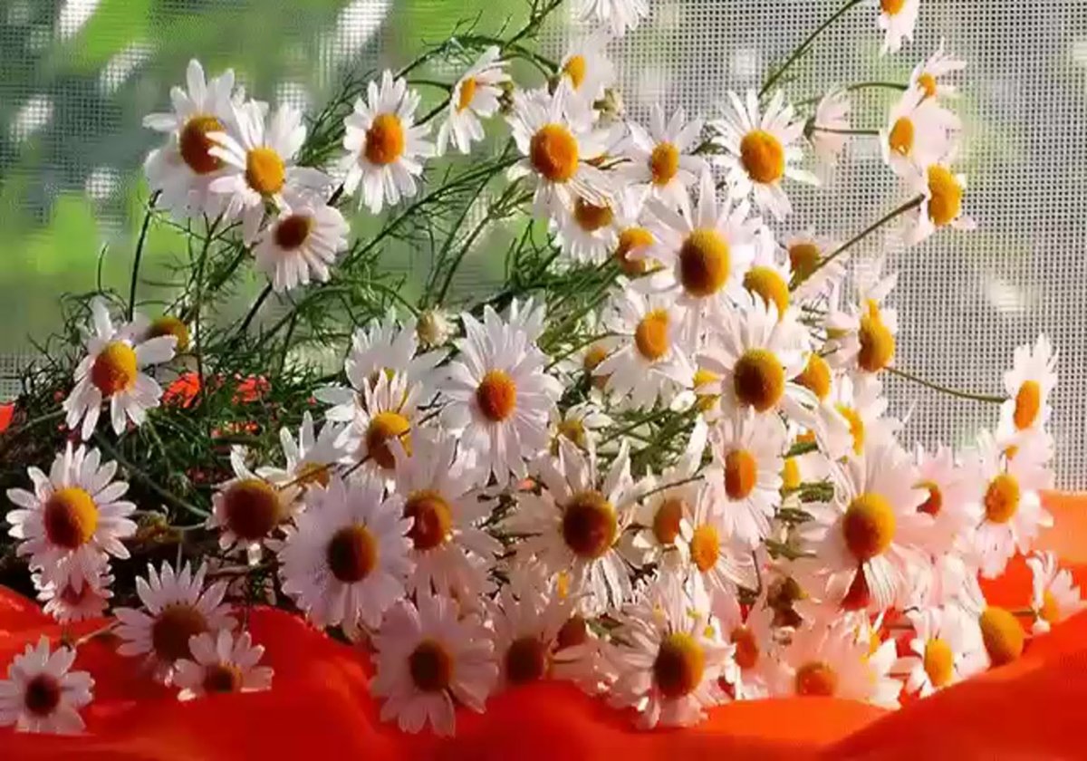 Чудесного денёчка и отличного настроения