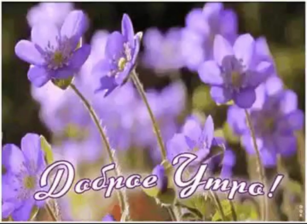 Доброе утро полевые цветы с надписями