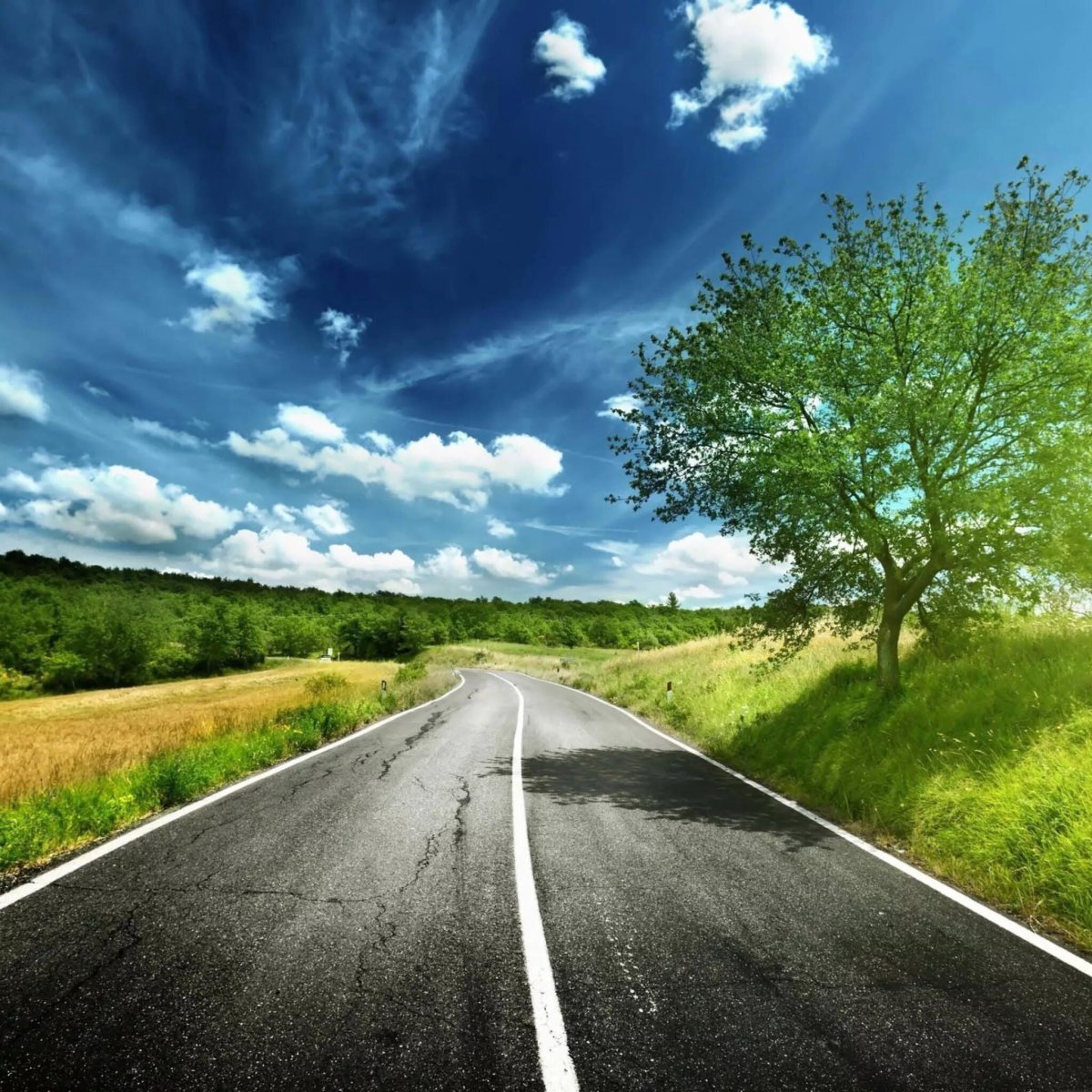 Светлая дорога