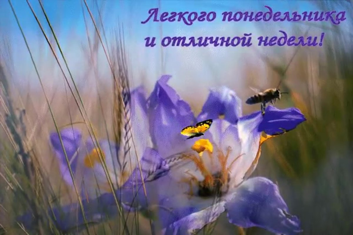 Хорошего начала недели и отличного настроения