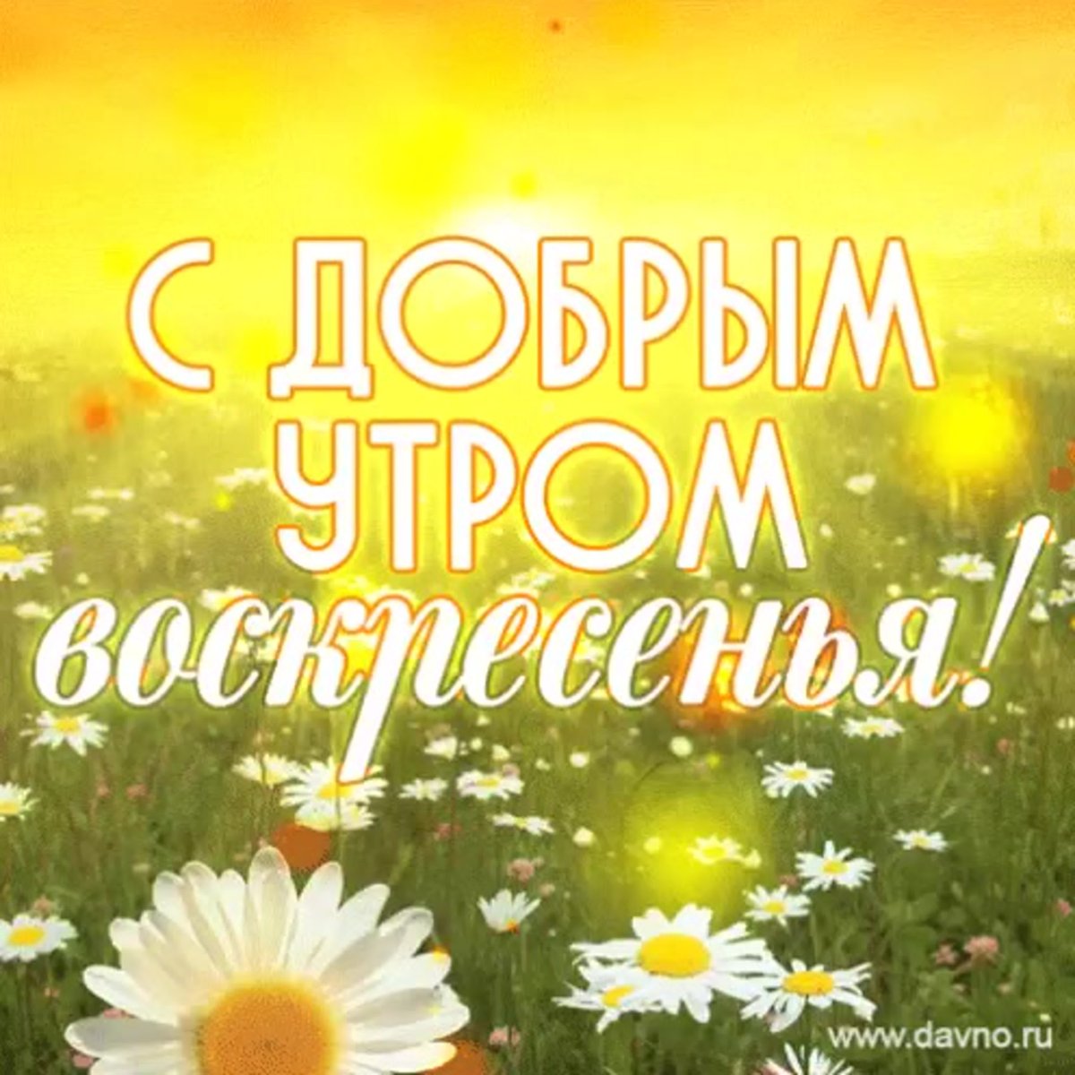 Пожелание доброго утра с голубями