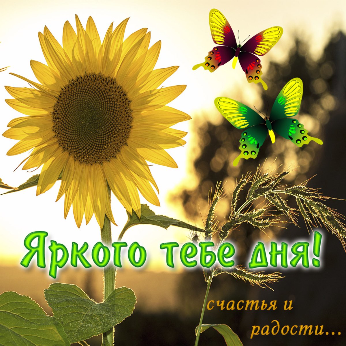 Открытки с добрым утром летние