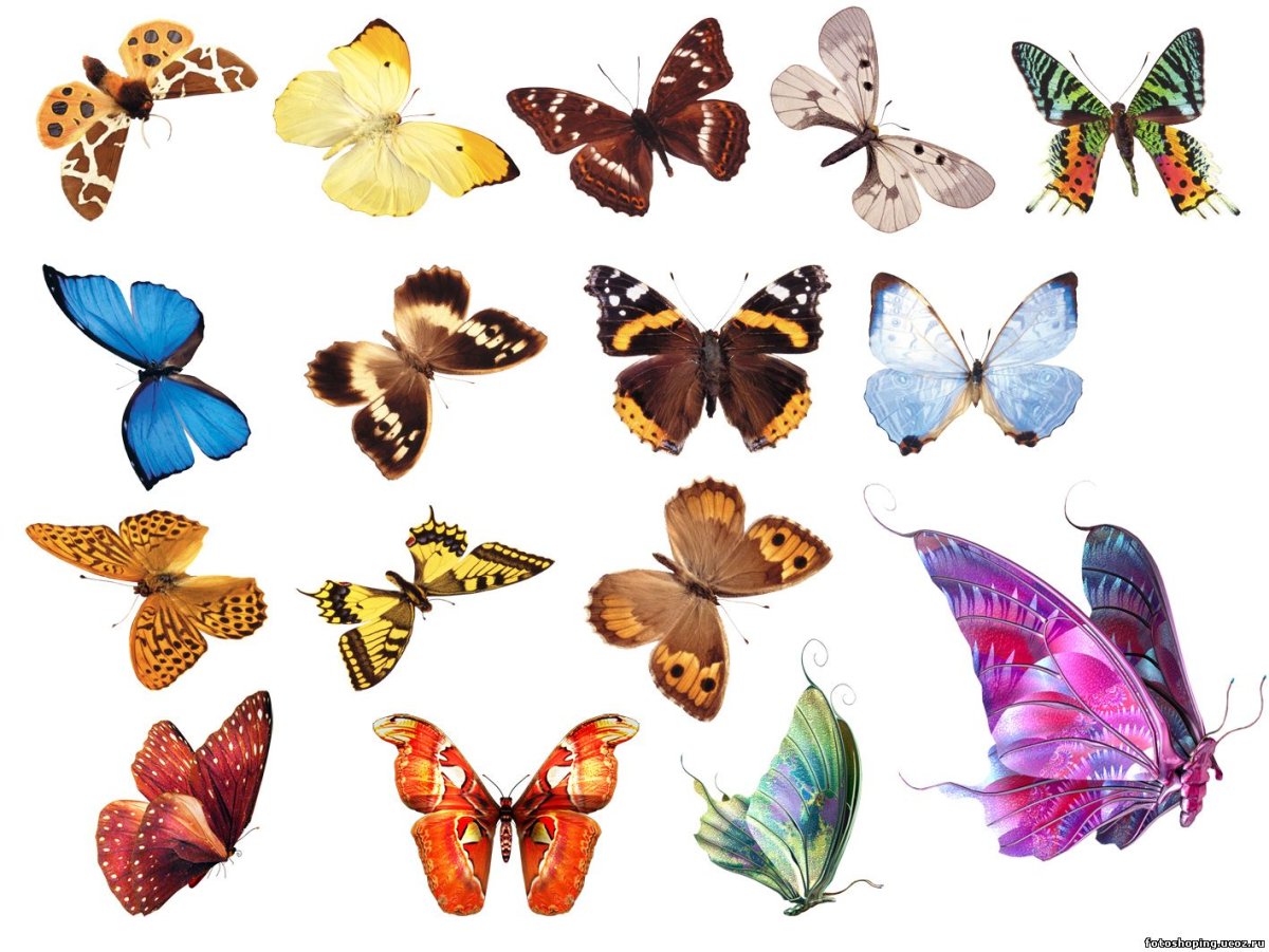 Торт «бабочки»