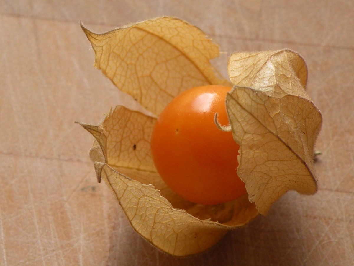 Физалис желтый