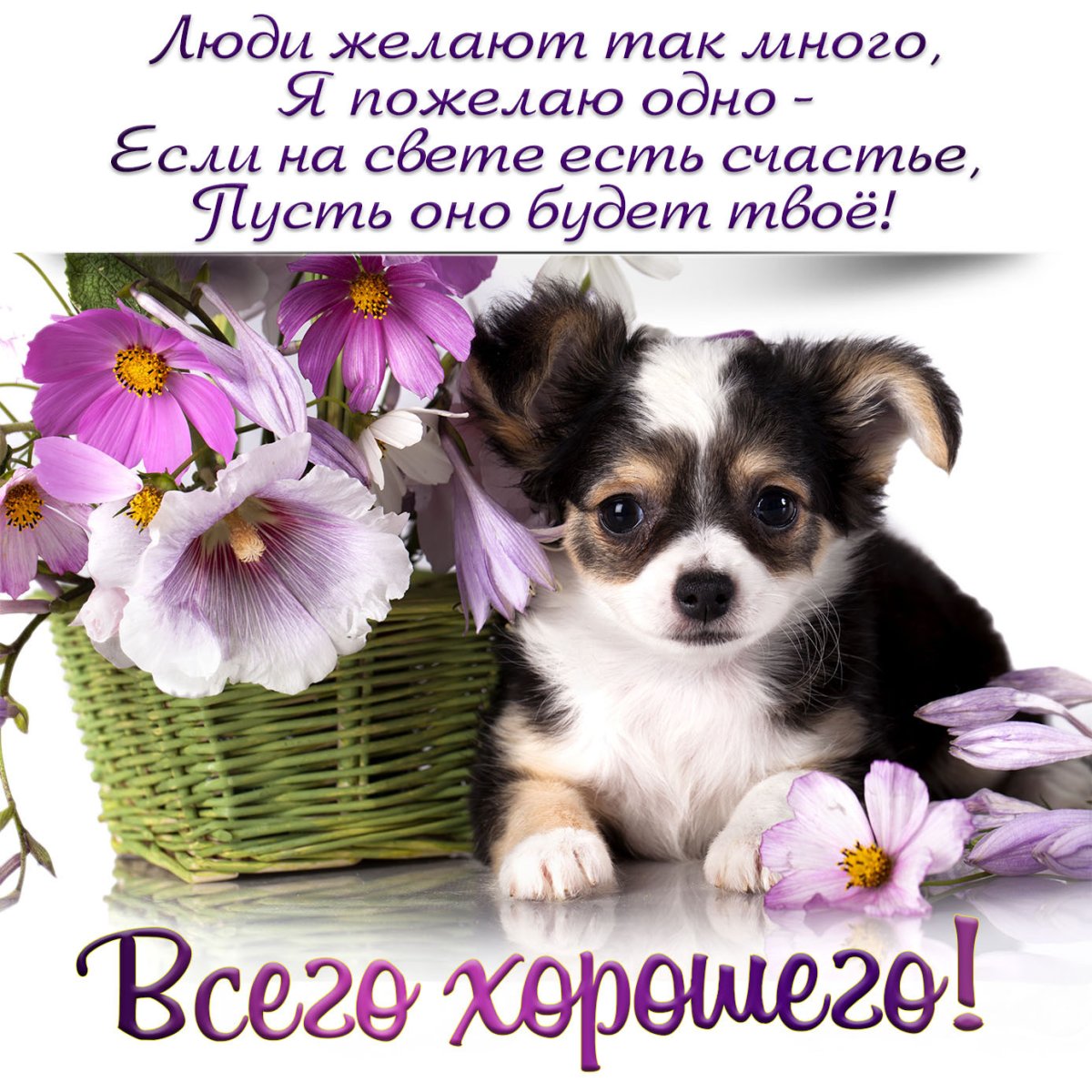 Открытки разные бесплатно с пожеланиями