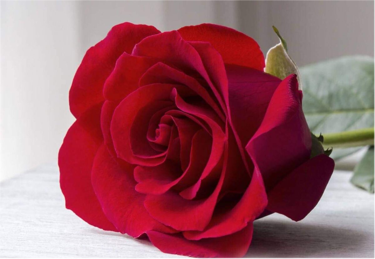 Розы с пожеланиями