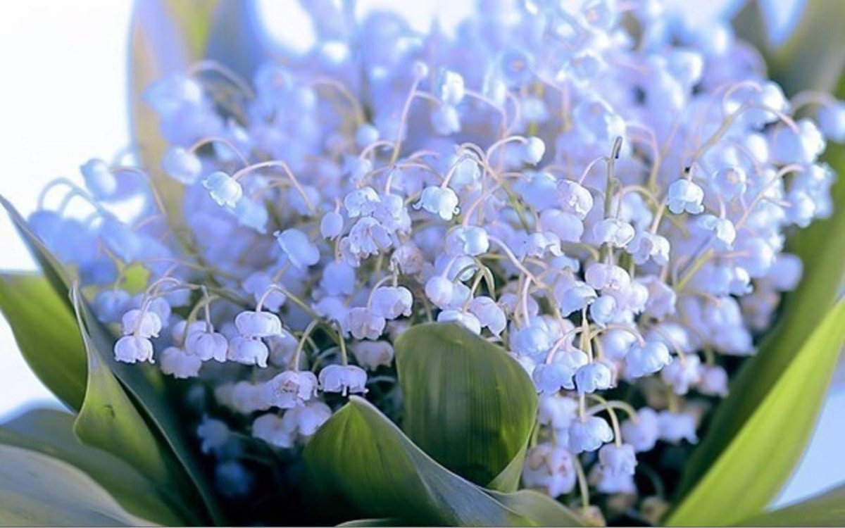 Ландыши "первоцветы"