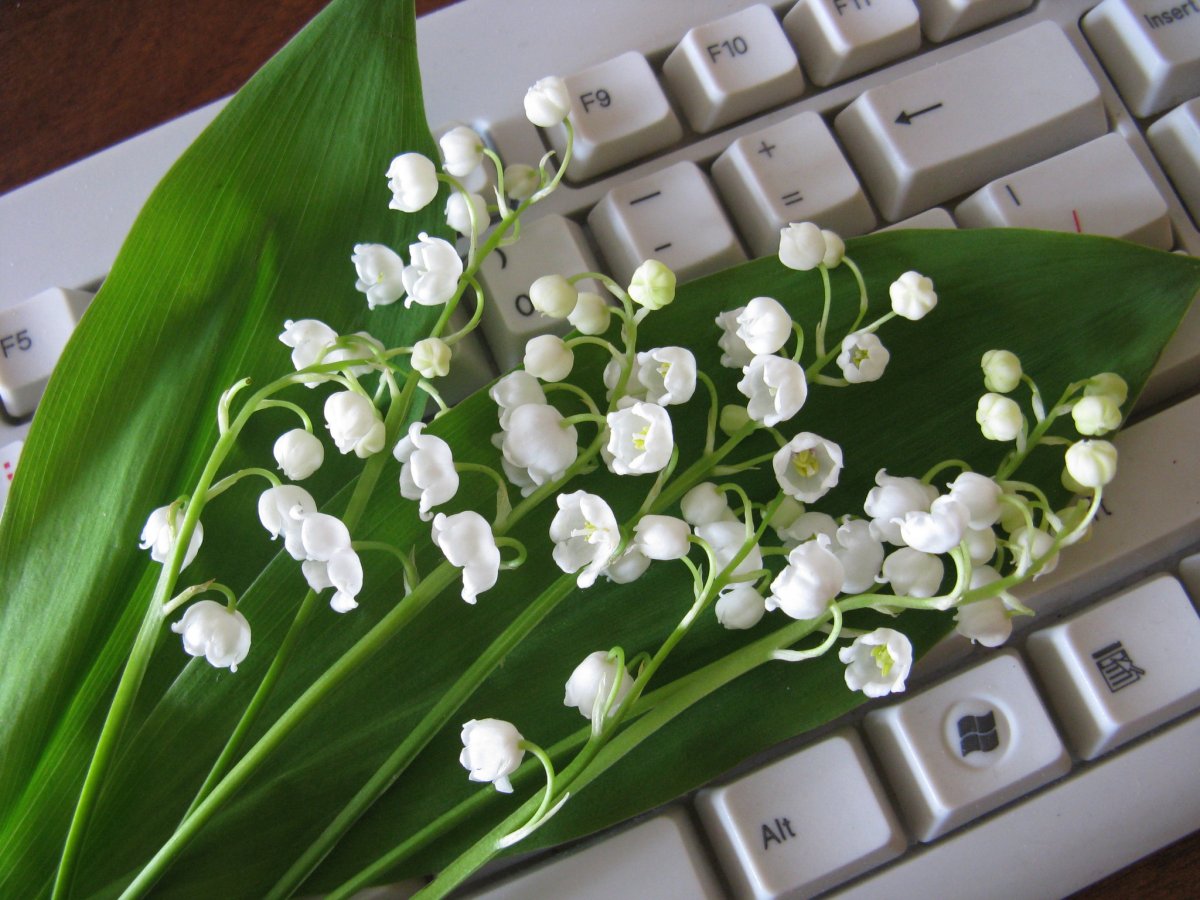 День ландышей 19 мая