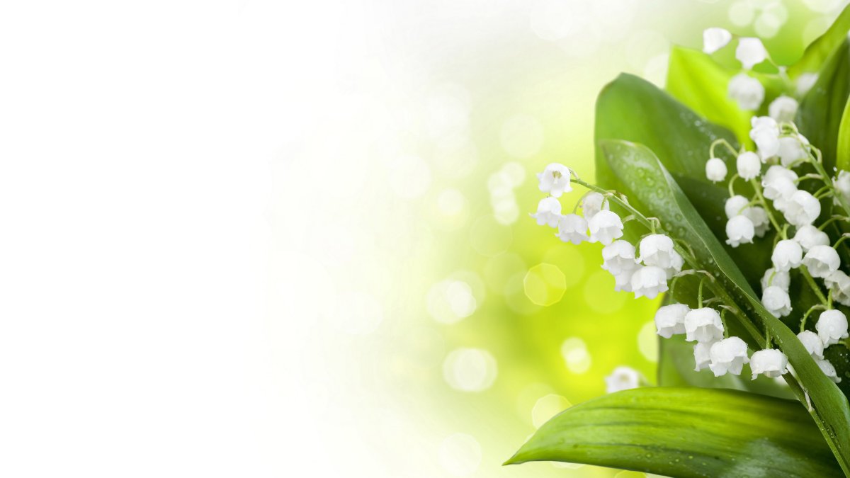 Открытки с днём рождения женщине с ландышами