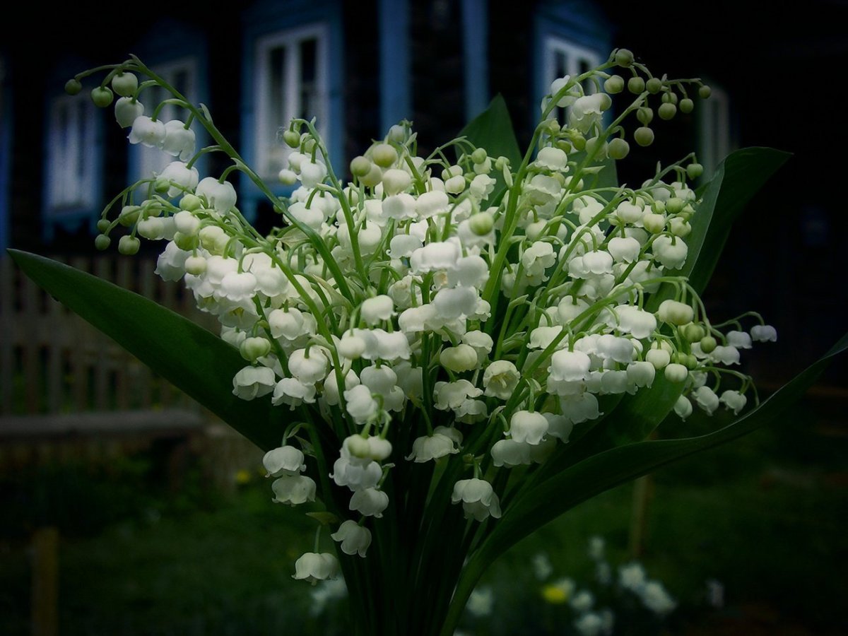 Ландыши Татьяна Чехун