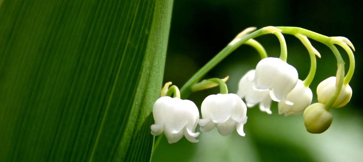 Композиция с ландышами