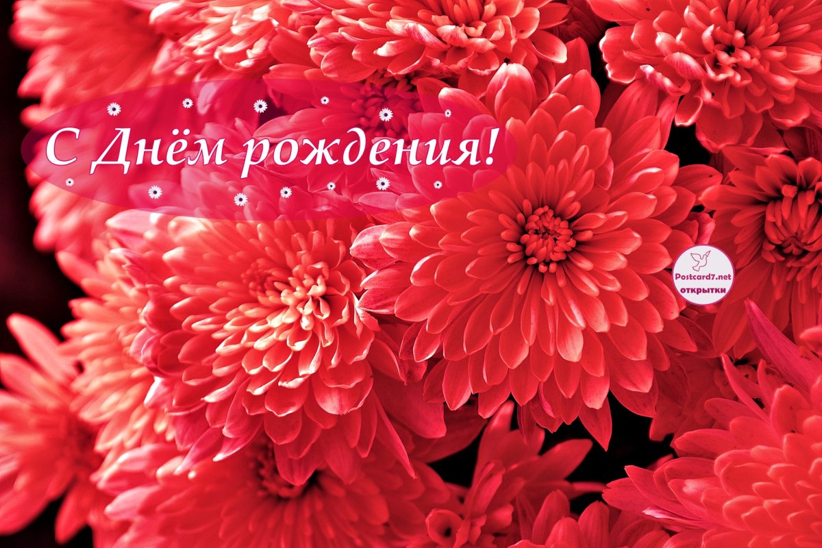 Открытки с днем рождения хризантемы