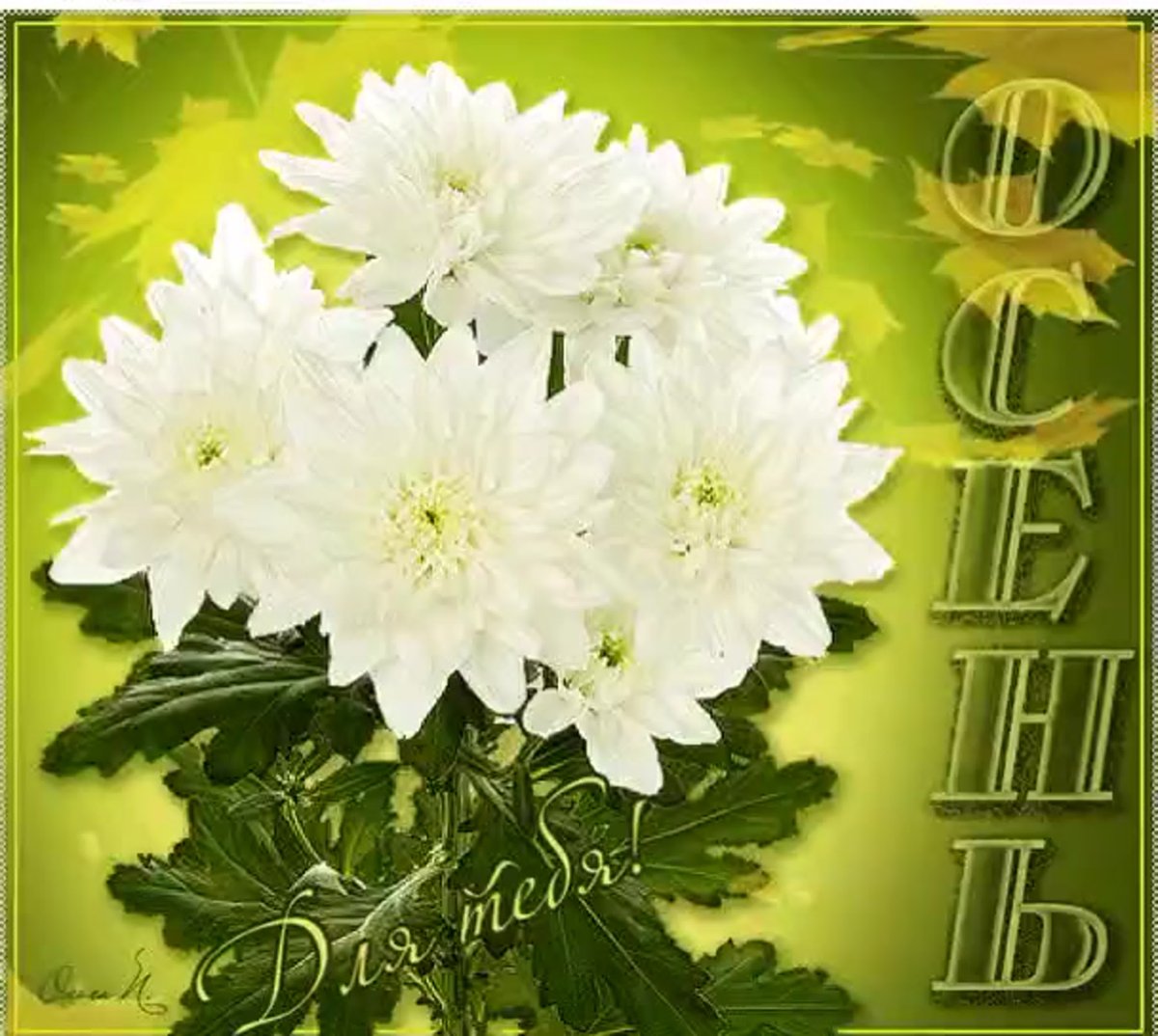 Открытки с хризантемами