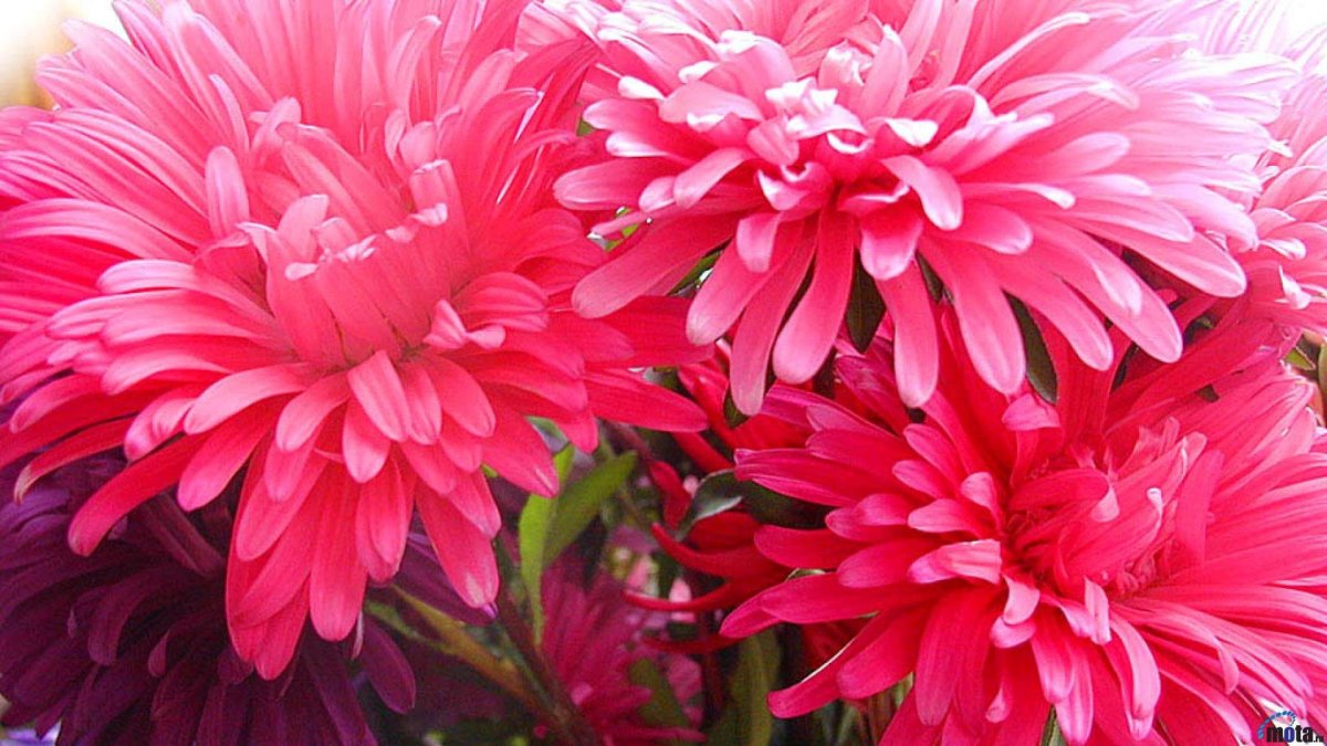 Хризантема Allouise Pink