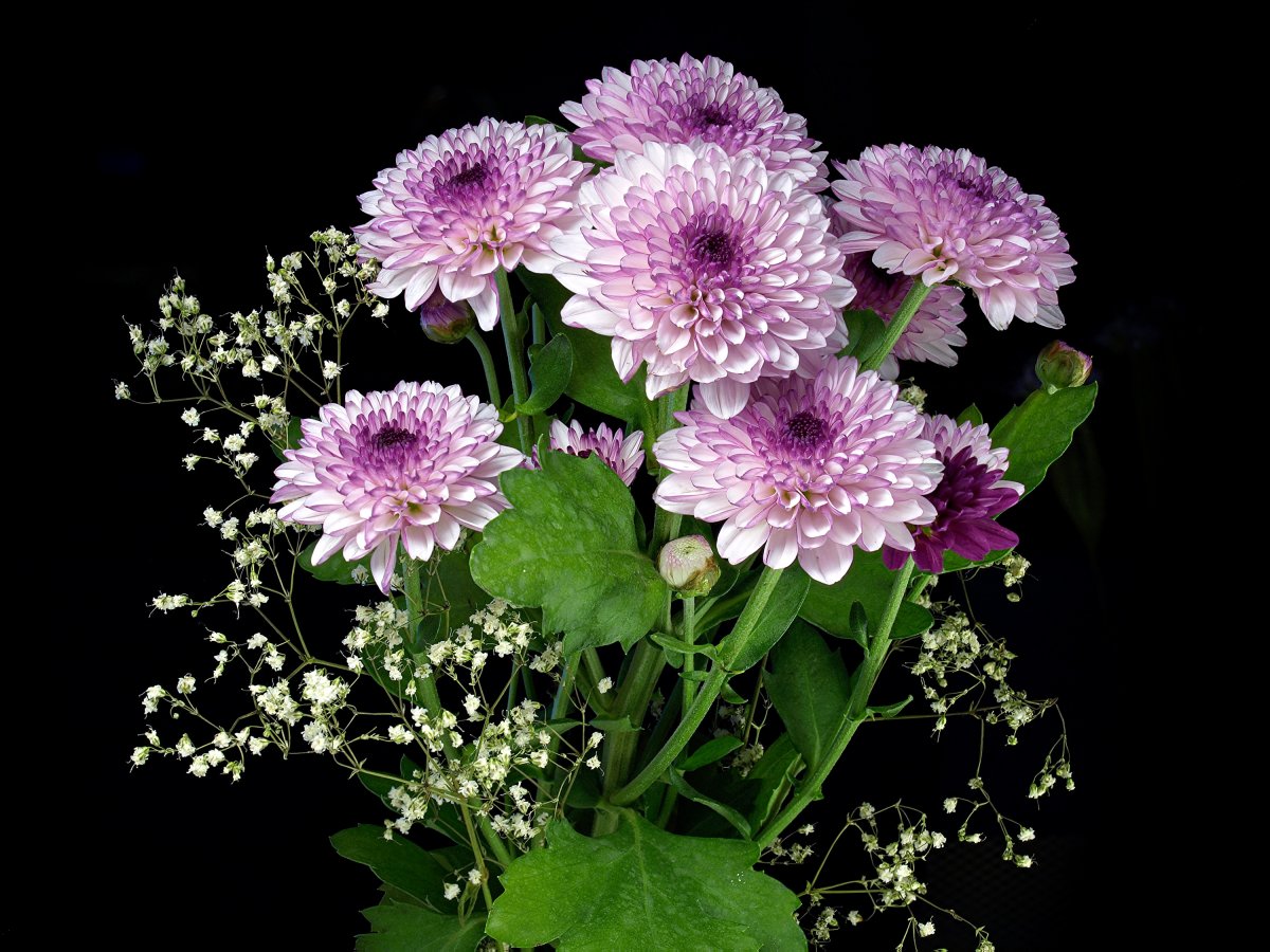 Хризантема Нордштерн