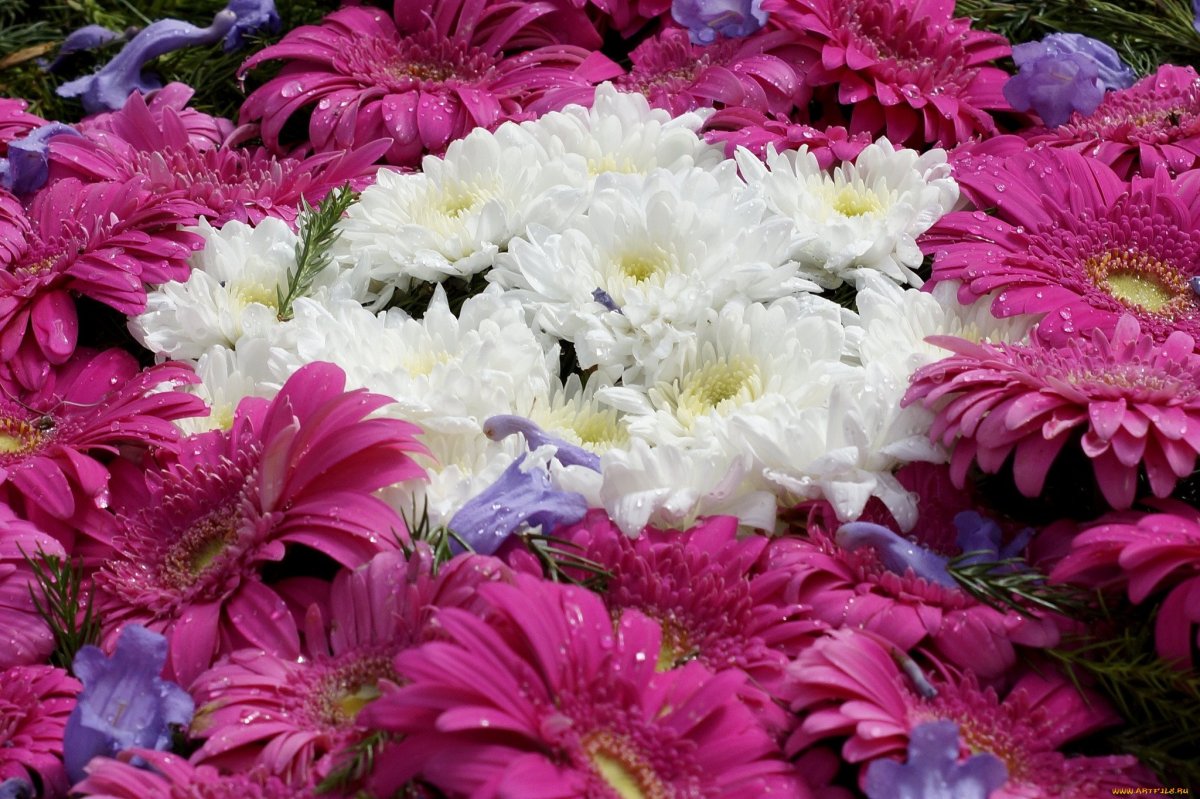 Очень красивые хризантемы