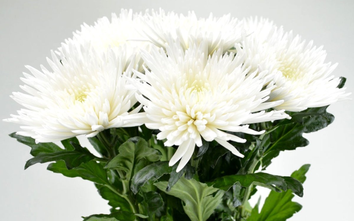 Хризантема одноголовая Анастасия белая