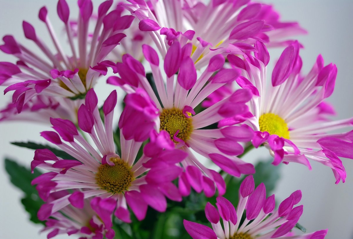 Хризантемы с пожеланиями