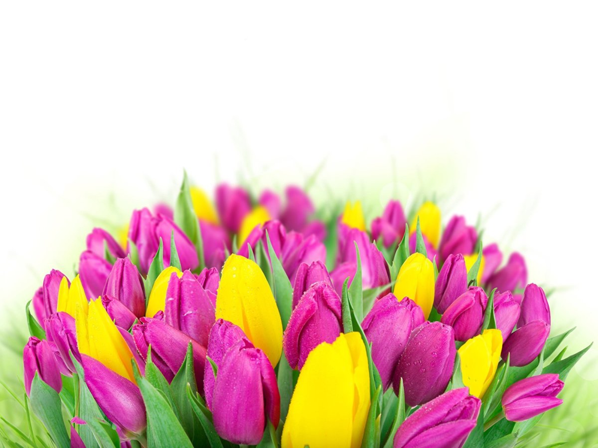 С днём рождения тюльпаны