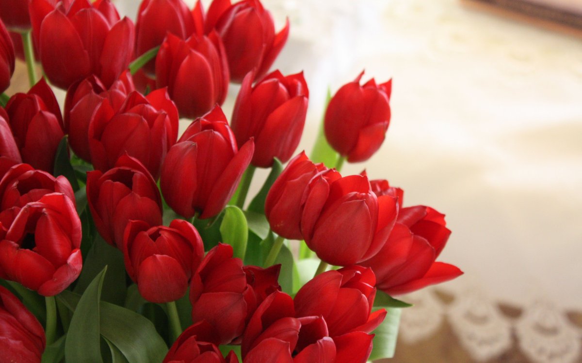 Роскошные тюльпаны