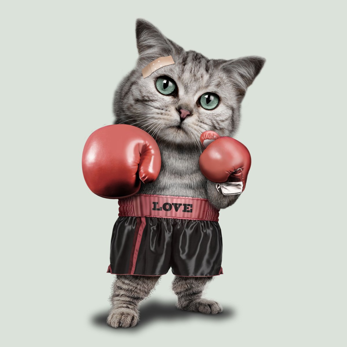 Футболка с котом в боксерских перчатках