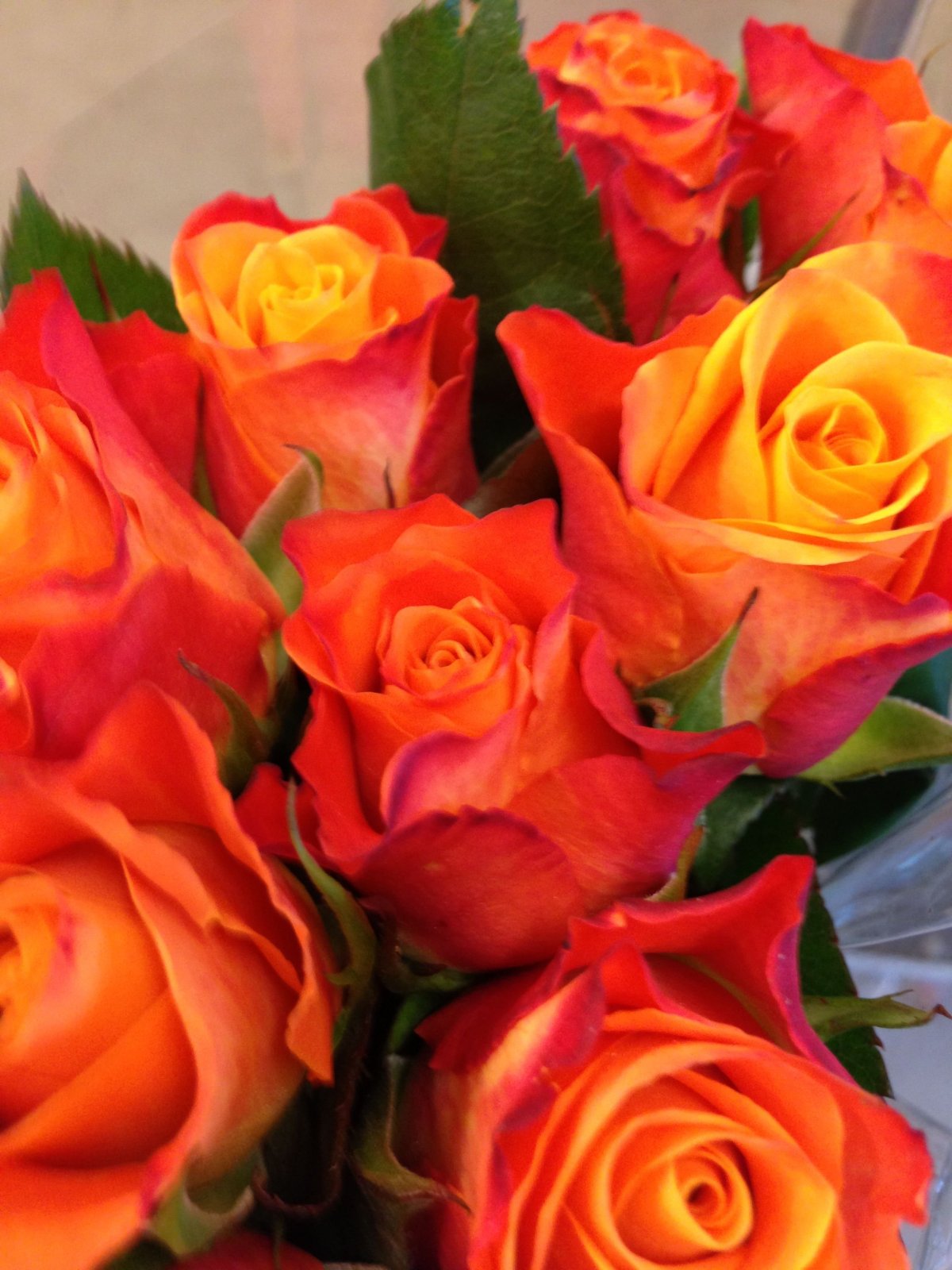 Оранжевая ЧГ роза