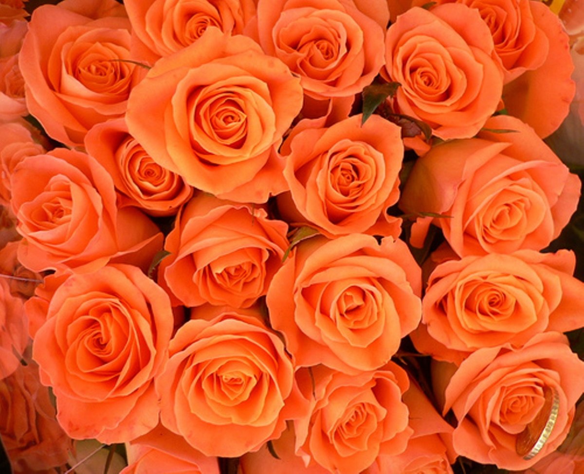 С днем рождения коралловые розы