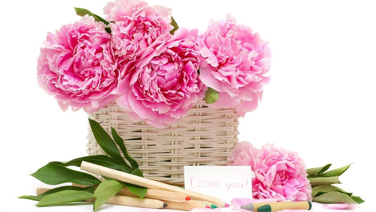 Открытки с цветами на белом фоне