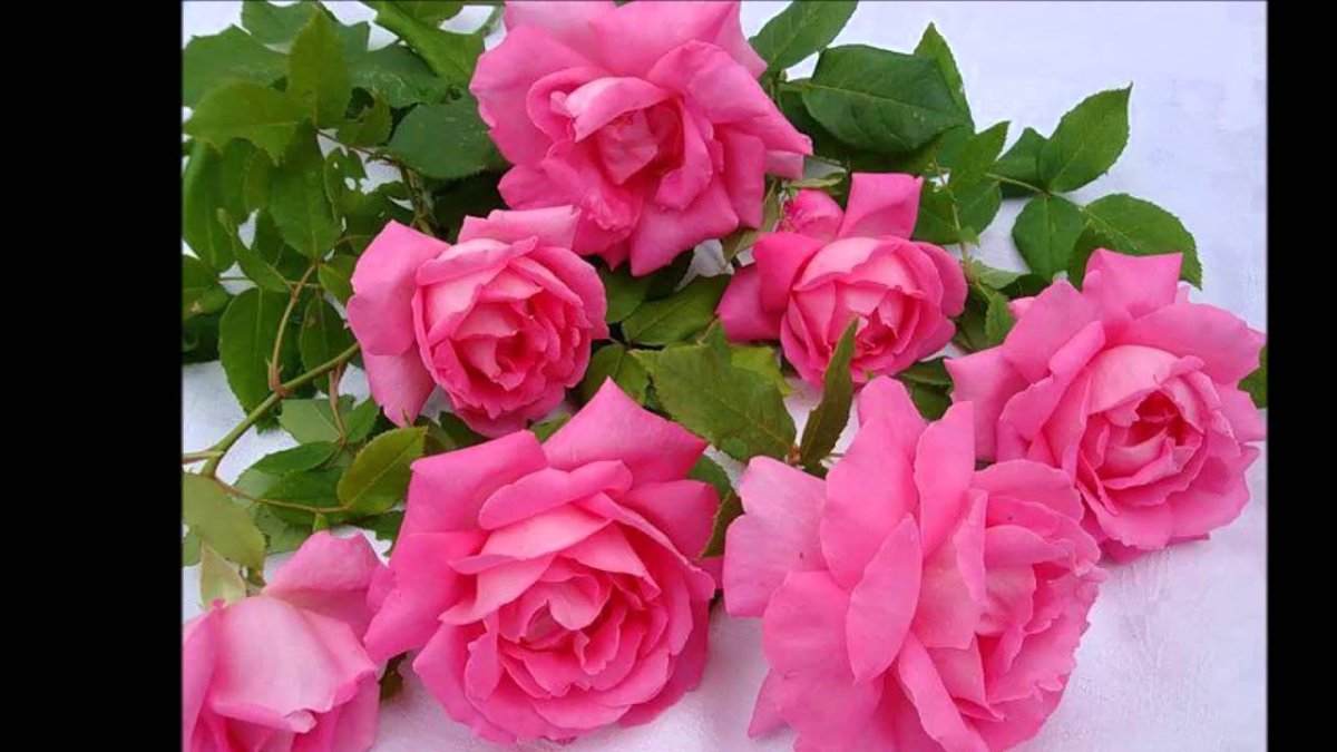 Розы для доченьки