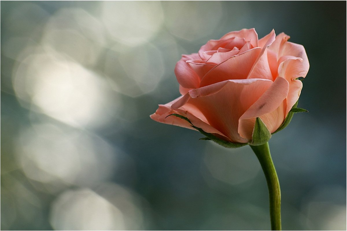 Красивые рисунки поздравления