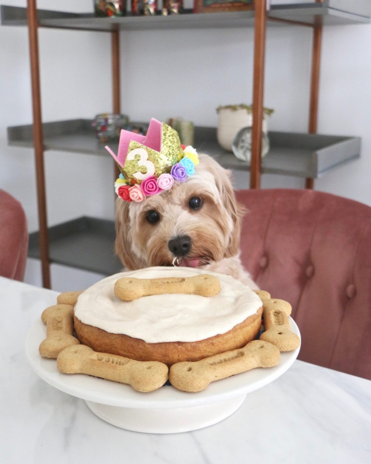 Украшения для день рождения собаки