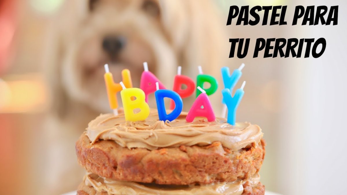 Тортик для собаки на день рождения