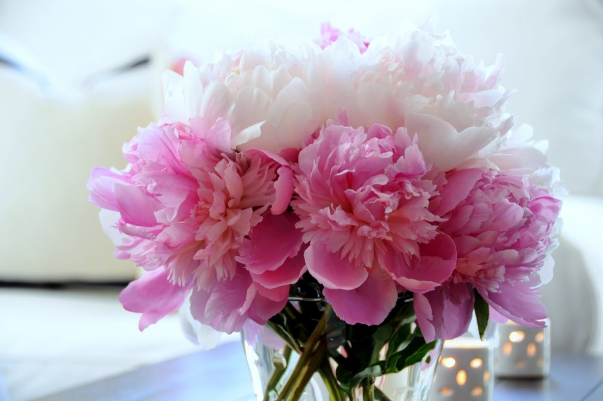 С днем рождения цветы пионы