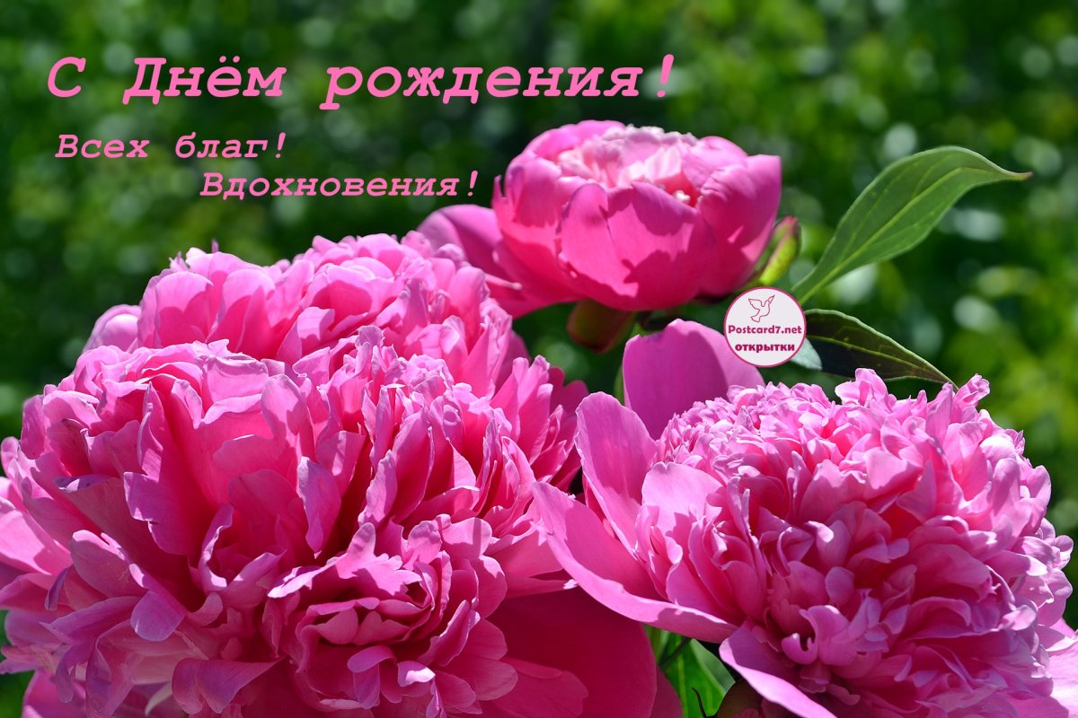 Поздравляю пионы