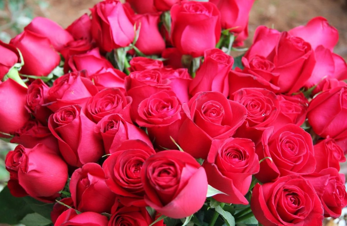 Шикарные розовые розы