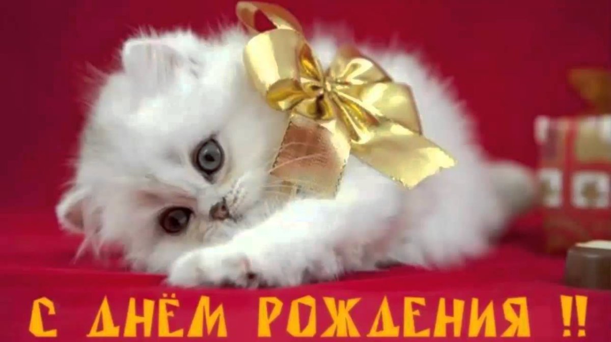 С днем рождения котенок
