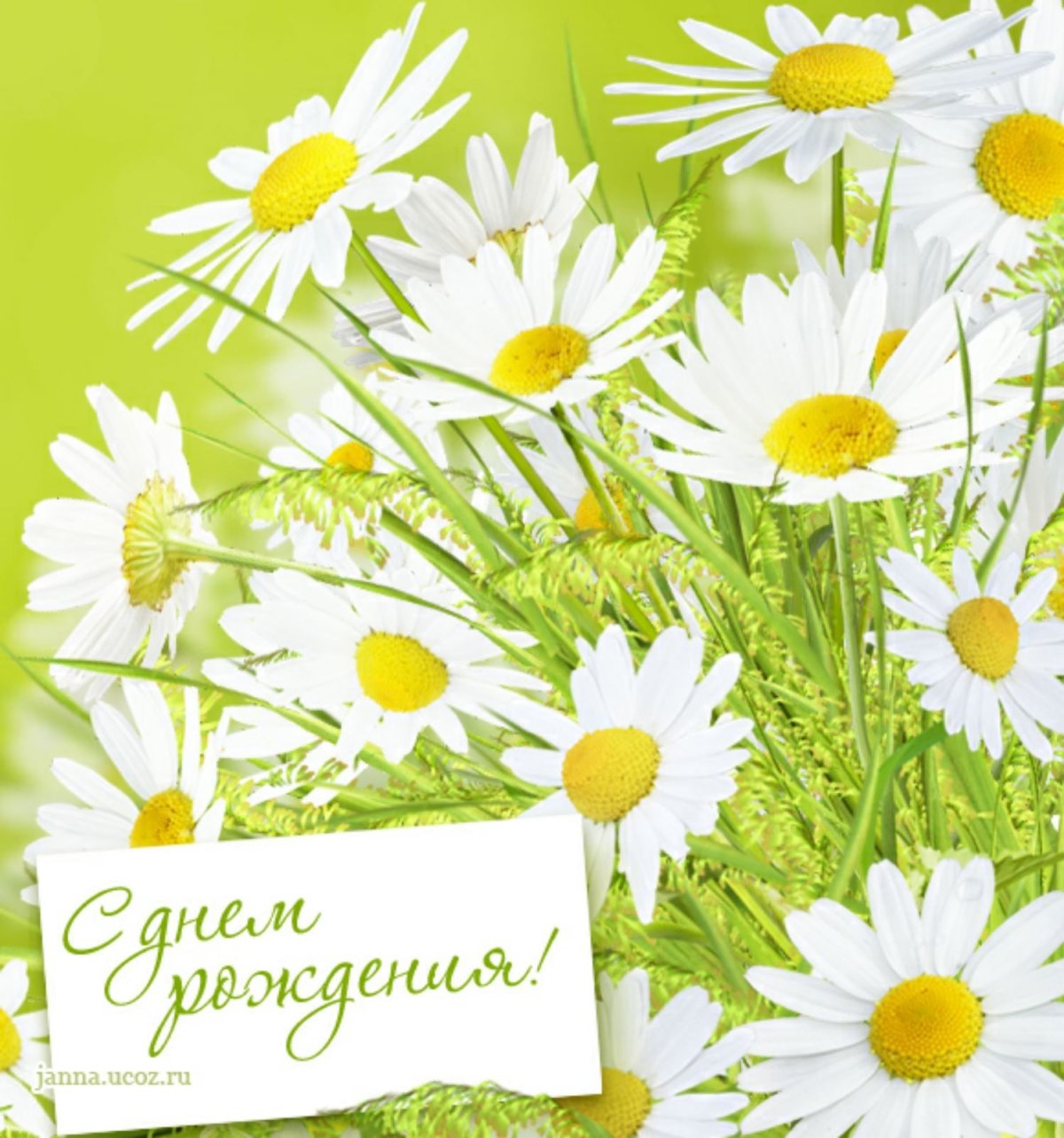 Букет ромашек