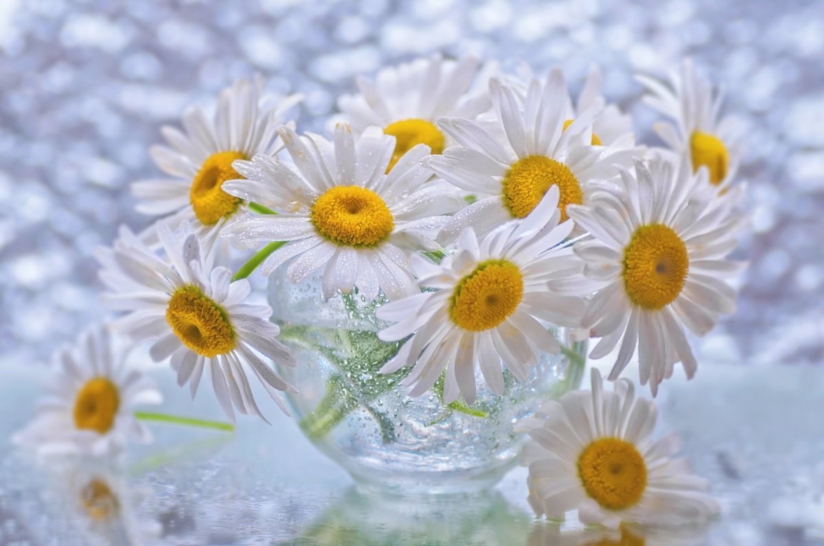 Открытки с ромашками