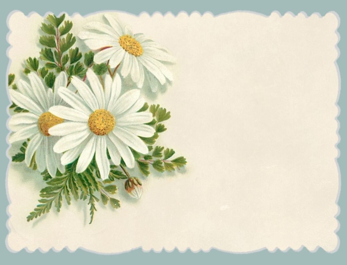 Открытки с ромашками