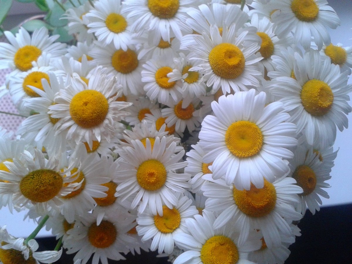 Букет ромашек для Наташи