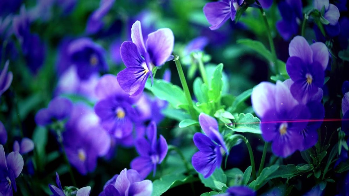 Поздравления с днём рождения Лиле