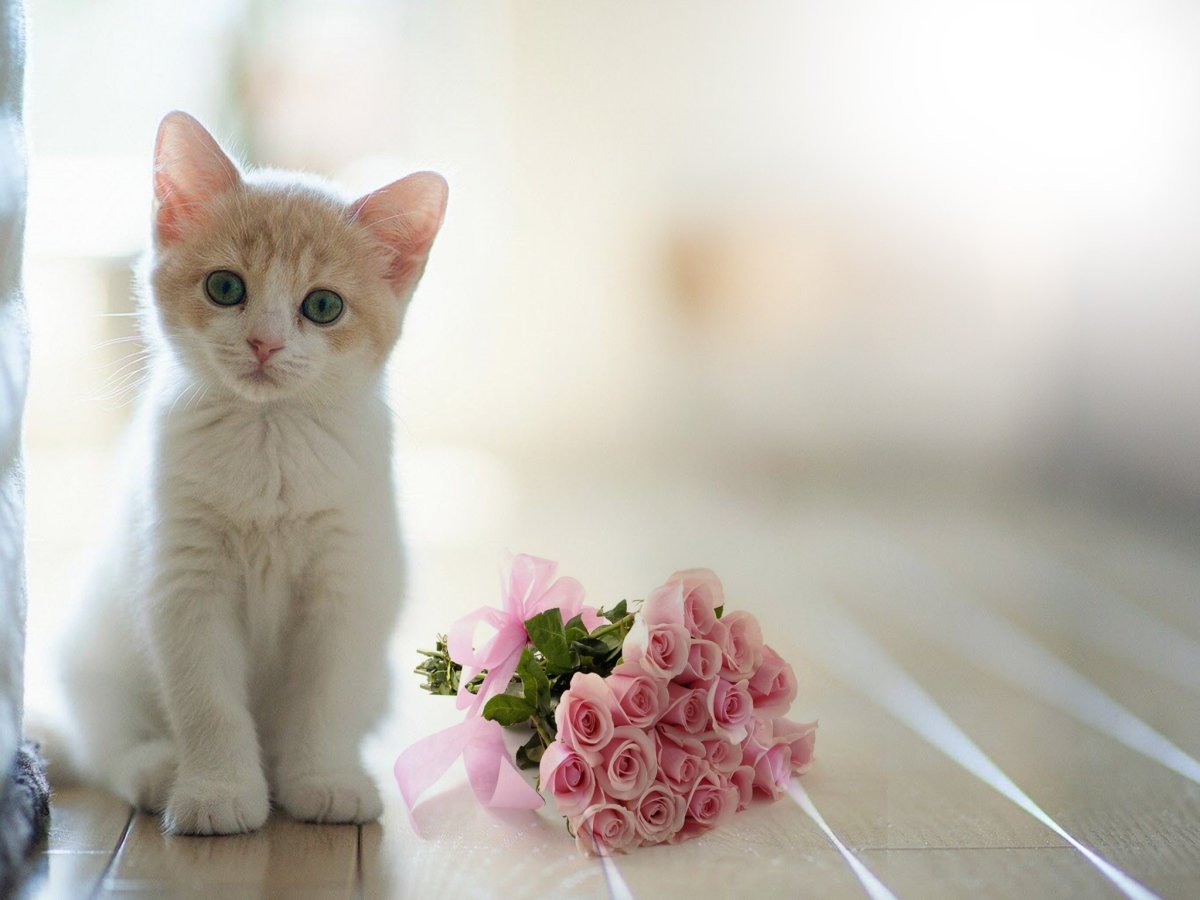Нежные и милые кошечки