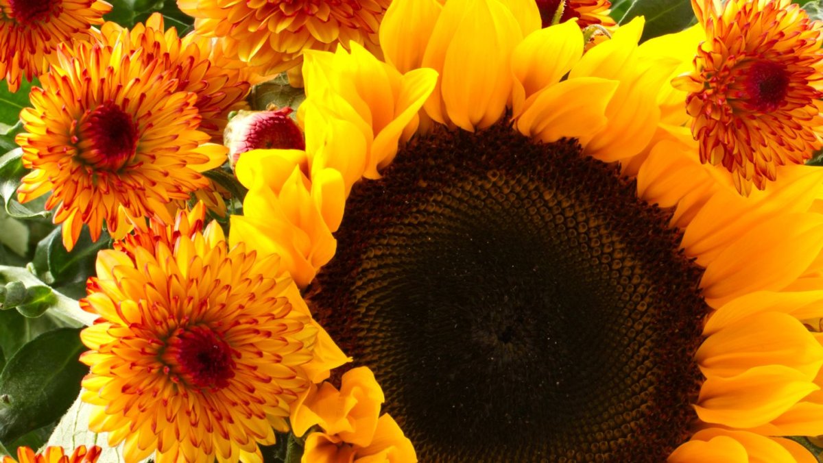 С днём рождения Подсолнухи